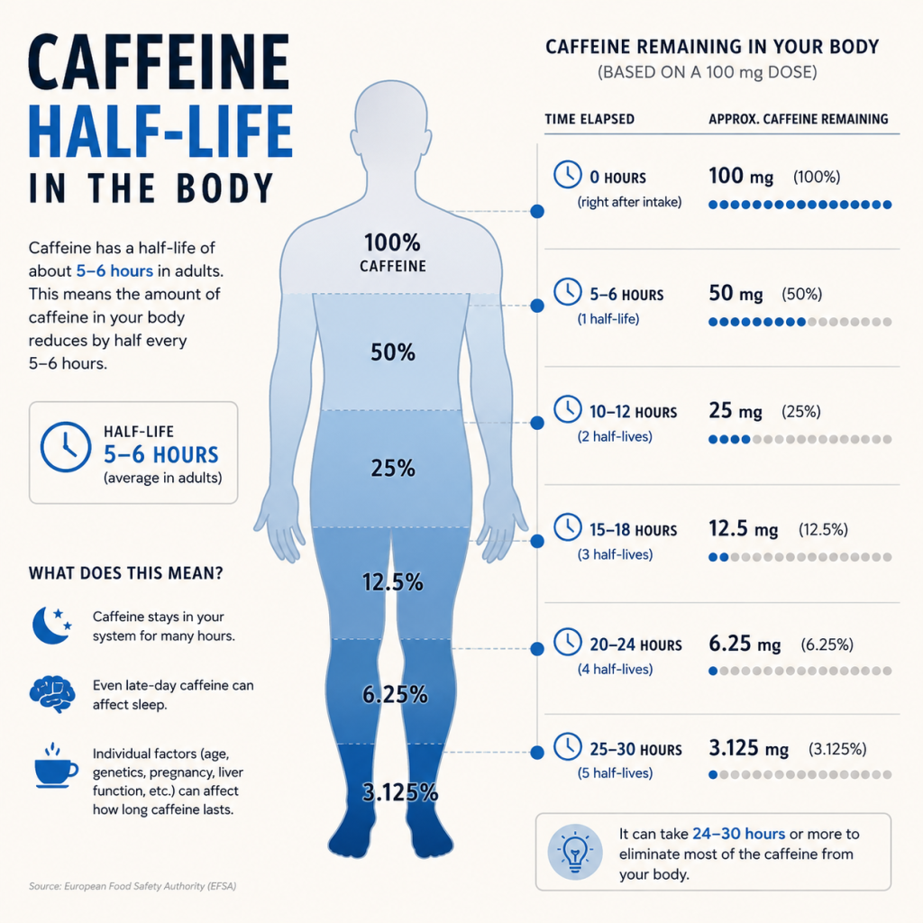 Caffeine Half Life in Body: How Your Body Breaks It Down